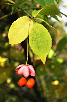 Euonymus verrucosus (Warty spindle)