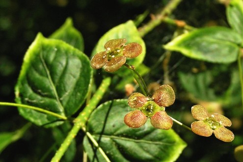 Euonymus verrucosus (Warty spindle)