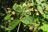 Euonymus verrucosus (Warty spindle)