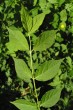 Euonymus verrucosus (Warty spindle) - twig with leaves (upper side)