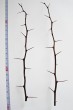 Berberis vulgaris (Common barberry) - annual shoots