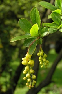 Berberis vulgaris (Common barberry)