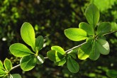Berberis vulgaris (Common barberry) - twig with leaves