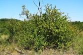 Berberis vulgaris (Common barberry) - Kopáč Island (7/2011), Slovakia