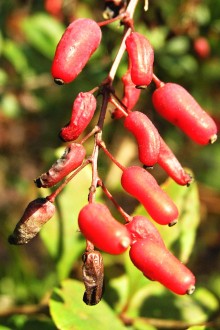 Berberis vulgaris (Common barberry)