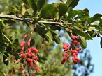 Berberis vulgaris (Common barberry)