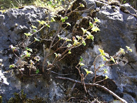 Ribes alpinum (Alpine currant) - on a limestone rock