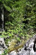 Ribes alpinum (Alpine currant) - in lighted forests