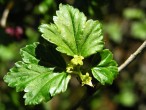 Ribes alpinum (Alpine currant)