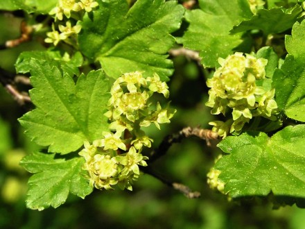 Ribes alpinum (Alpine currant)