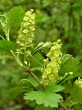 Ribes alpinum (Alpine currant)