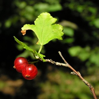 Ribes alpinum (Alpine currant)