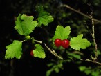 Ribes alpinum (Alpine currant)