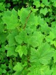 Ribes petraeum (Rock currant)