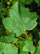 Ribes petraeum (Rock currant)