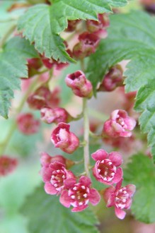 Ribes petraeum (Rock currant)