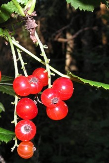Ribes petraeum (Rock currant)