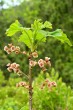 Ribes petraeum (Rock currant)