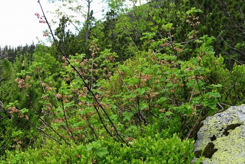 Ribes petraeum (Rock currant) - in the dwarf pine zone (Temnosmrečinská dolina, High Tatras, Slovakia)