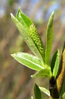 Salix triandra (Three-stick willow)  - ♀ catkins