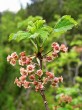 Ribes petraeum (Rock currant)