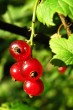 Ribes petraeum (Rock currant)