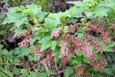 Ribes petraeum (Rock currant)