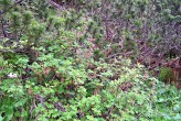 Ribes petraeum (Rock currant) - on limestone (Tichá dolina, Western Tatras)