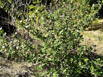 Ribes uva-cripsa (Gooseberry)