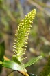 Salix triandra (Three-stick willow)  - ♂ catkins