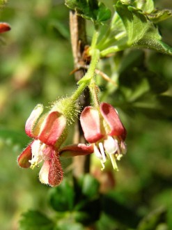 Ribes uva-cripsa (Gooseberry)