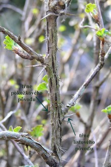 Ribes uva-cripsa (Gooseberry)