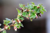 Ribes uva-cripsa (Gooseberry)