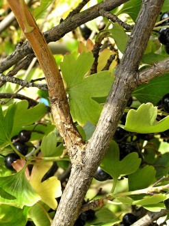 Ribes aureum (Golden currant) - the bark