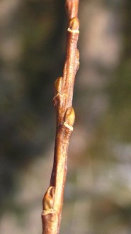 Salix triandra (Three-stick willow)