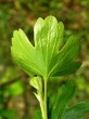 Ribes aureum (Golden currant) - under side
