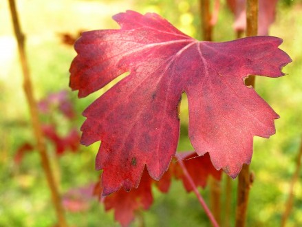 Ribes aureum (Golden currant)