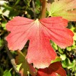 Ribes aureum (Golden currant)