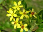 Ribes aureum (Golden currant)