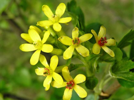 Ribes aureum (Golden currant)