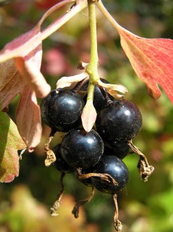 Ribes aureum (Golden currant)