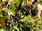 Ribes aureum (Golden currant)