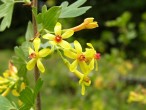 Ribes aureum (Golden currant)