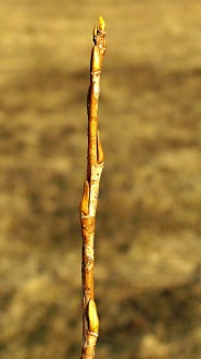 Salix triandra (Three-stick willow) - annual shoot (annual growth)