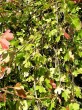 Ribes aureum (Golden currant)