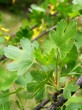 Ribes aureum (Golden currant) - twig with the leaves