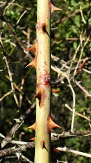 Rosa canina (Dog rose)