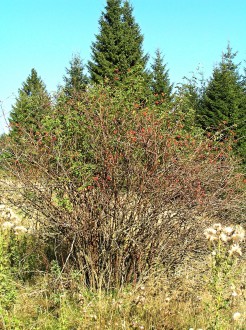 Rosa canina (Dog rose)