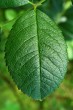 Rosa canina (Dog rose) - single leaf, upper side