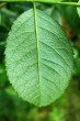 Rosa canina (Dog rose) - single leaf, under side